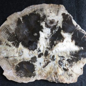 Fossilized Wood – Black