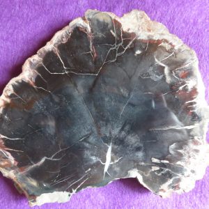 Fossilized Wood – Thick